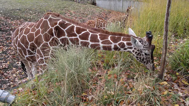 Una giraffa dello zoo di Copenhagen @ Mark Healey