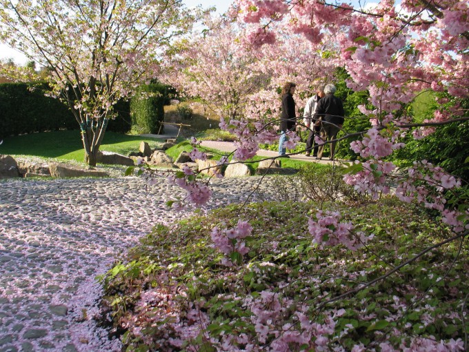 Gärten der Welt: Kirschblüte im japanischen Garten©_archiv_gruen_berlin 