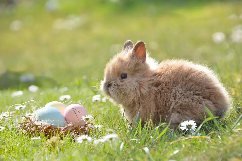 Pasqua in Germania: il coniglio