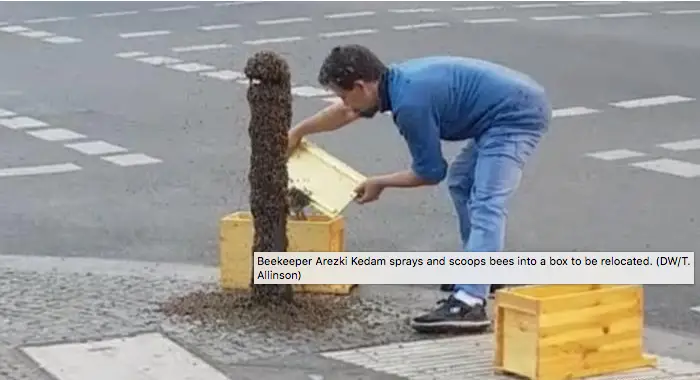 Lo sciame che ha invaso Karl Marx Strasse ©DW https://www.dw.com/cda/en/berlin-street-swarmed-by-30000-bees/a-48792289